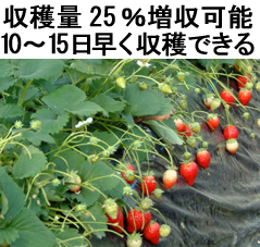 イチゴなどの果菜の空中ポットレストレー栽培例ページへ