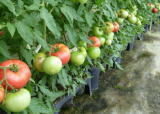 トマト低段密植