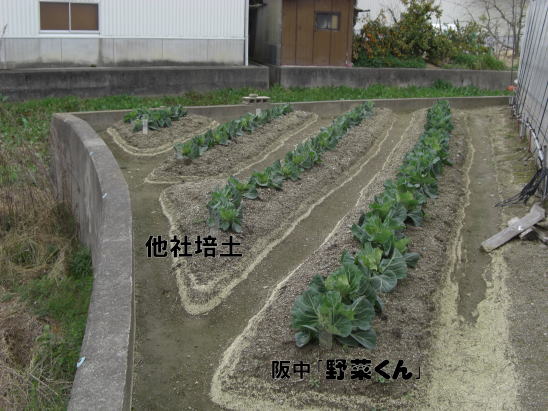 キャベツ定植比較