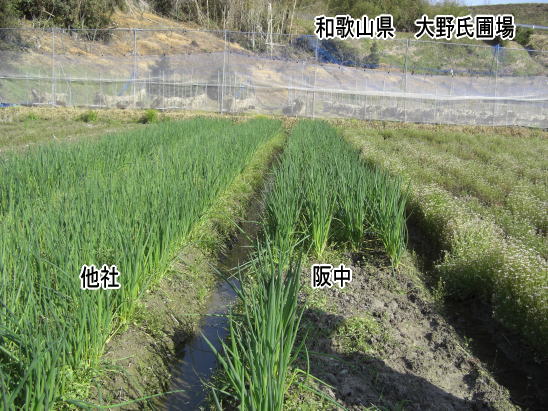 ネギ圃場定植での生育比較