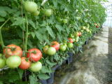 トマト低段密植栽培システム