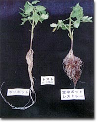 空中ポットレストレーとＰＰのトマト根系比較