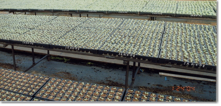 JAわかやま育苗センター（グリーンセンター）で春蒔きハクサイに使用される空中ポットレストレー７２連結脚無