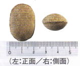 IBワンス4号の画像