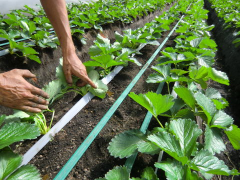 クラウン冷暖チューブ