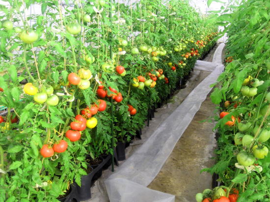 トマト低段密植栽培システム